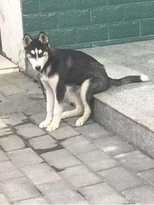 要哈士奇大腚娱乐吃瓜酱,吃瓜酱带你领略萌宠界的欢乐盛宴 第3张 要哈士奇大腚娱乐吃瓜酱,吃瓜酱带你领略萌宠界的欢乐盛宴 第3张